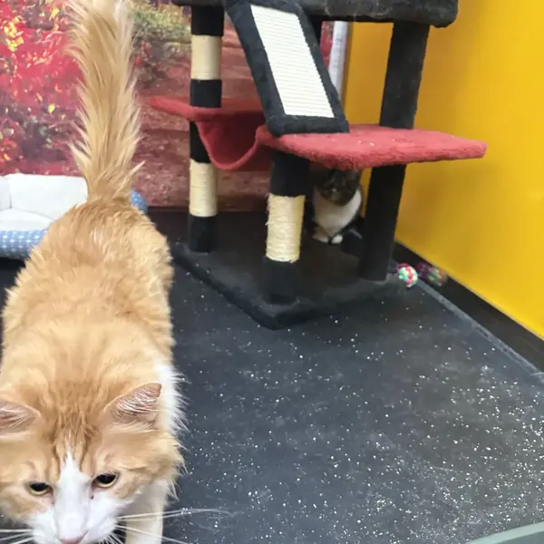 Cat settled in at K9 Rox Club boarding